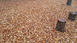 2층집옆 떨어진 낙엽