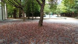 가을을 알리는 낙엽